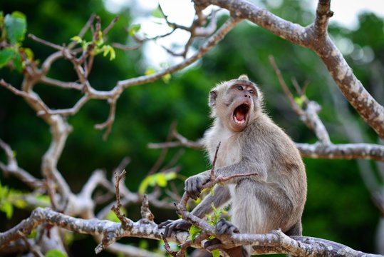 gray monkey on wooden branch