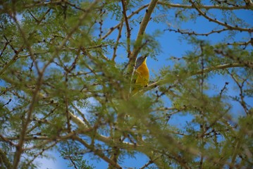 Grey-headed Bush Shrike