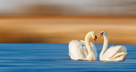 pair of swans on the spring lake
