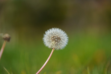 selective photography of white dandelion