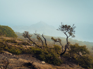 Obraz premium tree in the desert