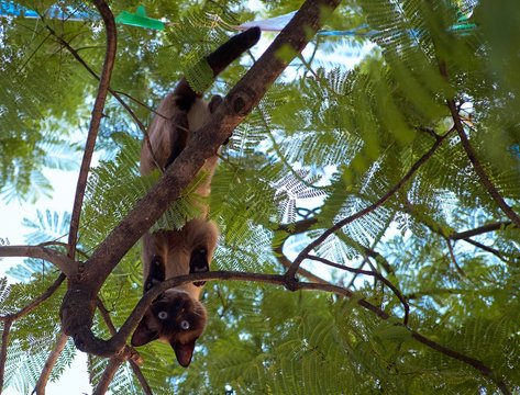 Siamese cat climbs on tree
