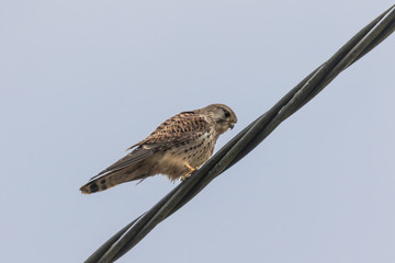 KESTREL SITTING ON  WIRE CABLE