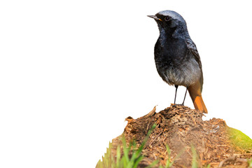 redstart sitting on a hummock isolated on white background
