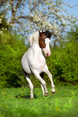 Beautiful pinto horse run fun in spring landscape