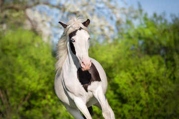 Naklejka na ściany i meble Beautiful pinto horse run fun in spring blossom garden landscape