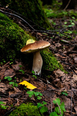 boletus mushroom with yellow leaf in thicket of woods