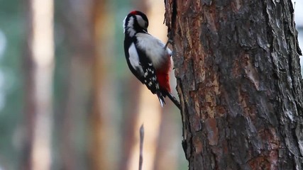 woodpecker hollows a tree in the spring forest