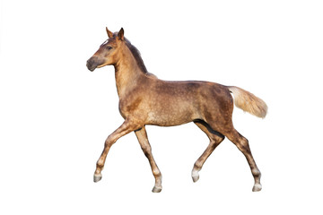 Buckskin foal trotting isolated on white