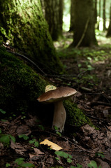 boletus mushroom with yellow leaf in thicket of woods
