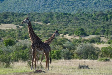 Giraffes in Maasai Mara