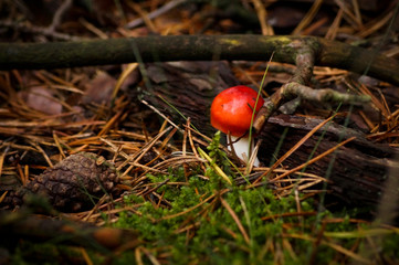 muchomor © byMishka