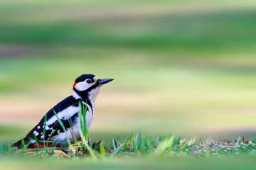 woodpecker sitting among the spring grass