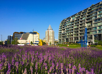 Contemporary architecture of Rotterdam city and lavender flowers in front of it. The Netherlands