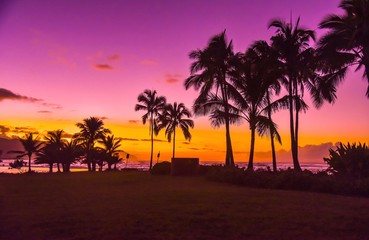 silhouette of palm trees near body of water