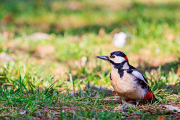 woodpecker sitting on the ground among spring grass