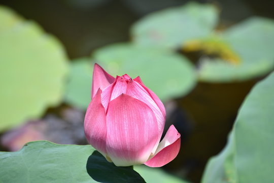close-up photo of pink lily pad flower