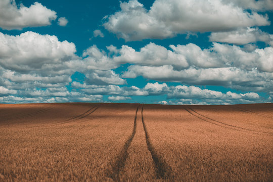 barley field during daytime