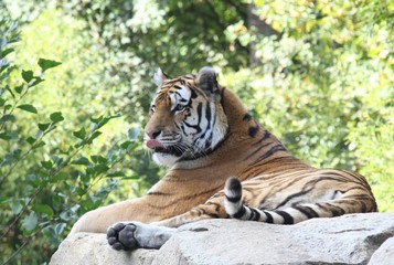 tiger