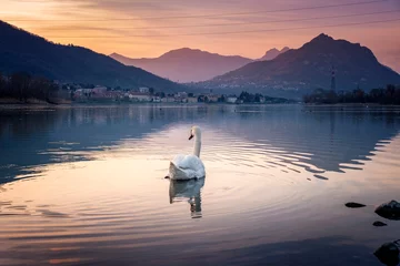 Deurstickers The swan © afinocchiaro