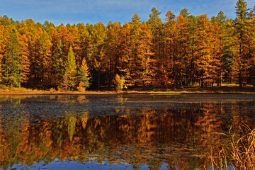 green leafed trees near body of water during daytime