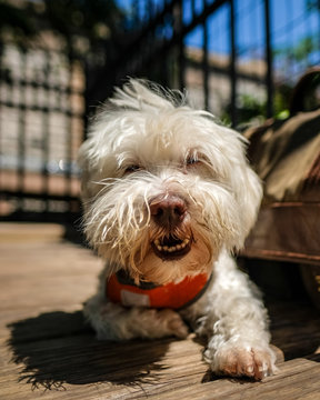 adult white Shih Tzu lying on brown flooring