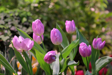 Colorful bright tulips blossom in early spring