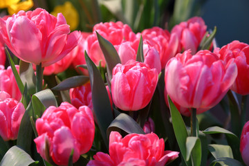 Fototapeta premium Colorful bright tulips blossom in early spring