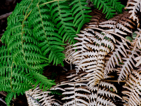 fern in forest