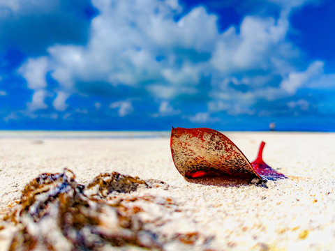 selective focus photography of red leaf on sand