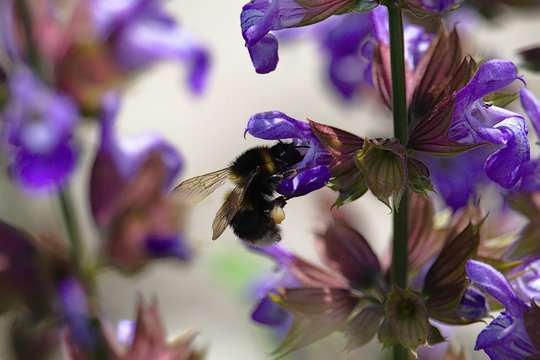 selective focus of purple petaled-flowers