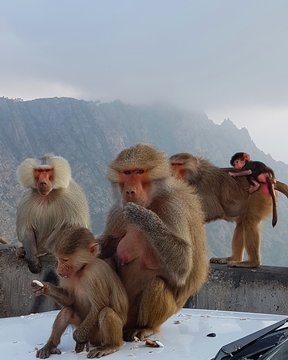 baboon on table
