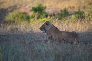 Lioness Resting 