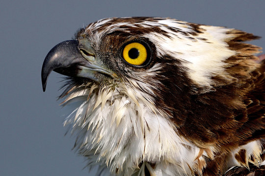 brown and white bird view