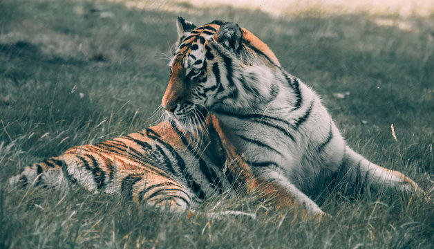 adult tiger lying on grass