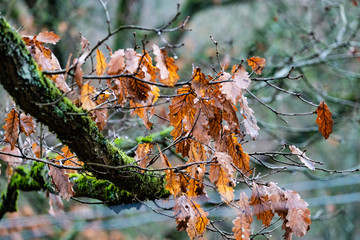 Eichenblätter mit Schnee im Winter