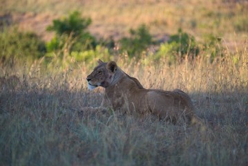 Lioness Resting 