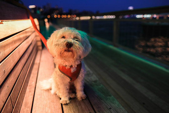 adult white Maltese on selective focus photography