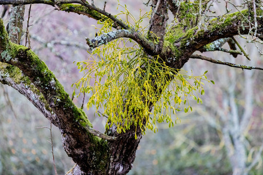 Mistel h&auml;ngt am Obstbaum