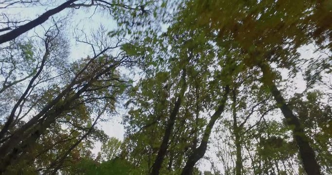 alder swamp forests, aerial footage