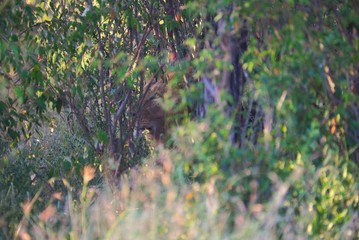 Lion Watching from Thicket in Maasai Mara