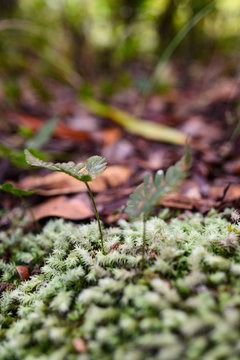 selective focus photo of grasse s