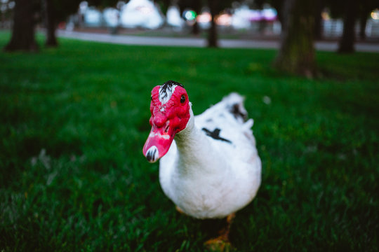 white and red duck in bokeh photography