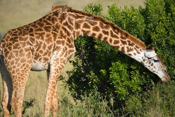 Giraffes in Maasai Mara