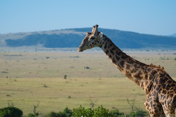 Giraffes in Maasai Mara