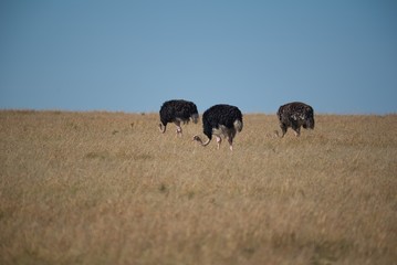 Ostrich in Maasai Mara 