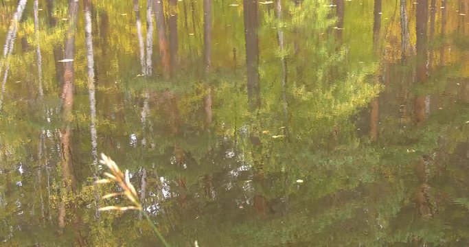 Autumn lake in the ural forest