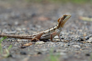 Brown Basilisk - Basiliscus vittatus, referred to as the striped basilisk or common basilisk, basilisk lizard in the family Corytophanidae