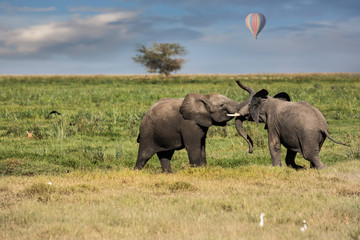 Two young elephants playing with a hot air balloon in the background