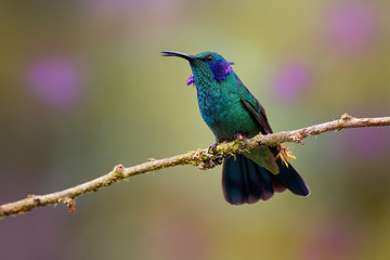 Lesser Violetear - Colibri cyanotus - mountain violet-ear, metallic green hummingbird species commonly found from Costa Rica to northern South America